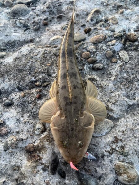 自更新マゴチ