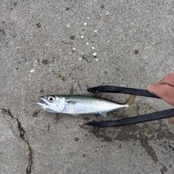 サビキでサバがよく釣れました