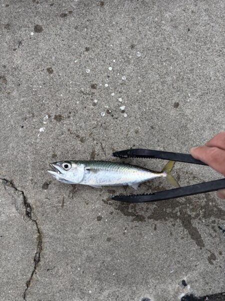 サビキでサバがよく釣れました