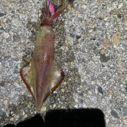 ケンサキイカ