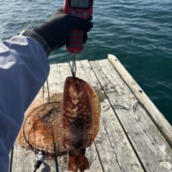 春イカ🦑