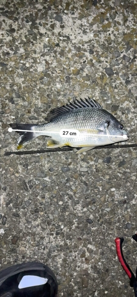 短時間釣行