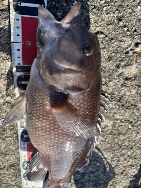 ヘチ釣り