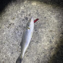 バチ抜け