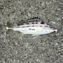 珍しい魚が釣れた