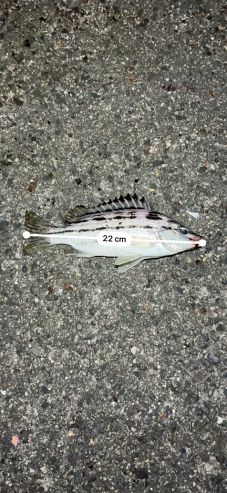 珍しい魚が釣れた