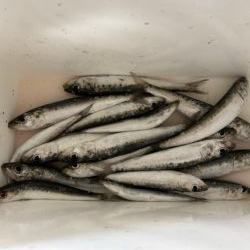 西海岸でマイワシ