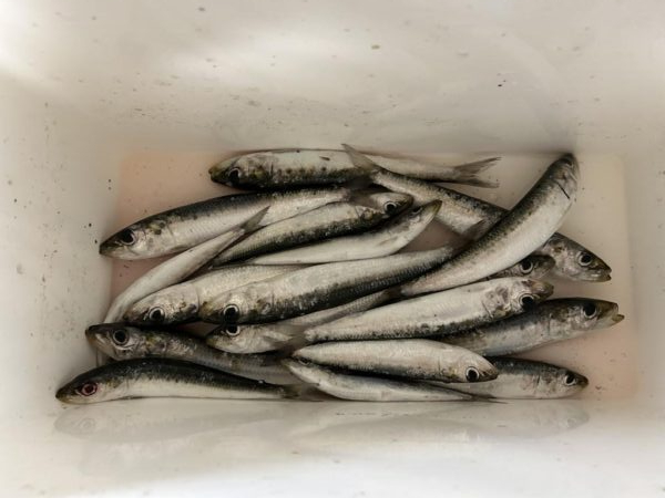 西海岸でマイワシ