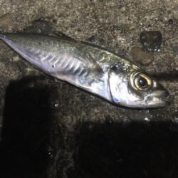アジの管理