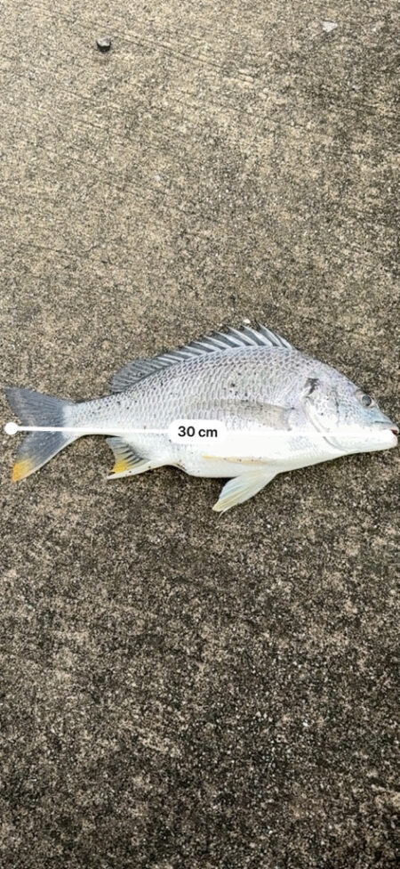 断捨離釣行