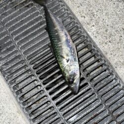大サバ調査