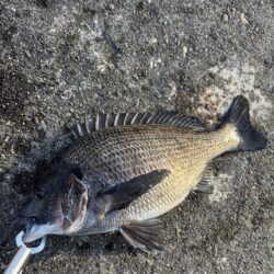 フカセ釣り