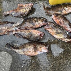 ハネやチヌ、ガシラ好調でした