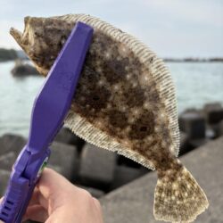 春アオリ&早キス探しin福井県