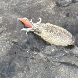 シリヤケのち