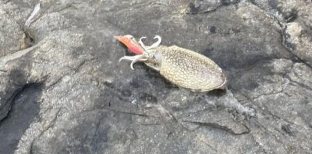 シリヤケのち