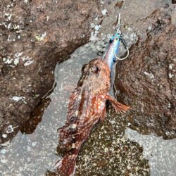 ロックガシラ、、、