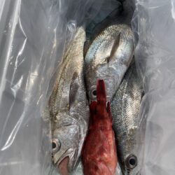クログチ釣り