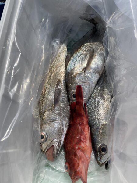 クログチ釣り