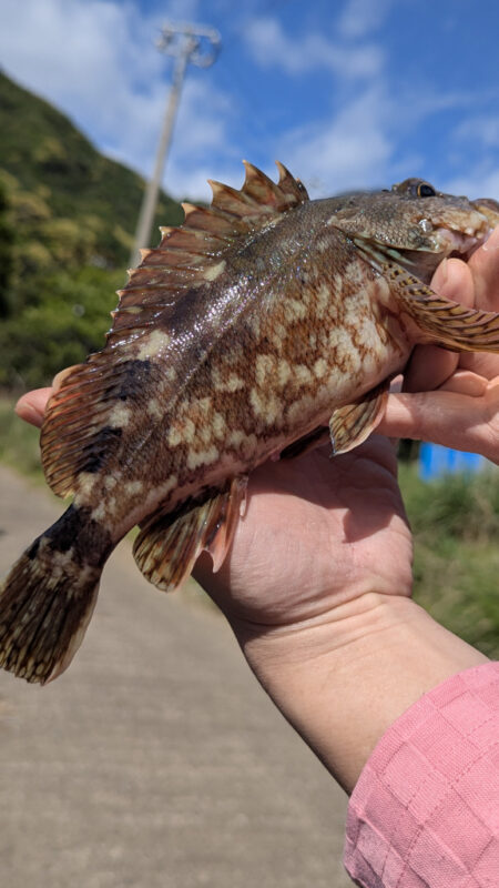 カサゴ釣り