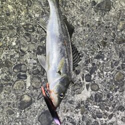 バチ抜けシーバス