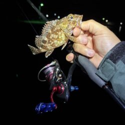 春イカ探し第三弾