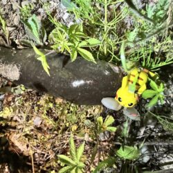 ひさびさのナマズ釣り！！