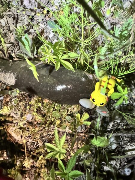 ひさびさのナマズ釣り！！