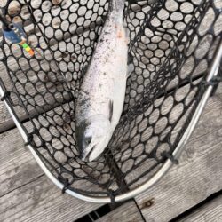 初めての釣り堀で初めてのサーモン！！