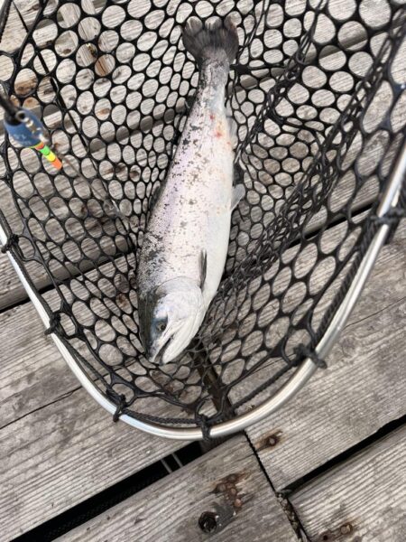 初めての釣り堀で初めてのサーモン！！