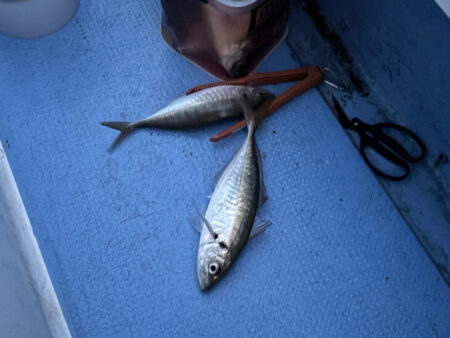 鳥取港デカアジ釣り｜ラッシュは来たが短時間・・・