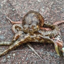 遠投仕掛けで？