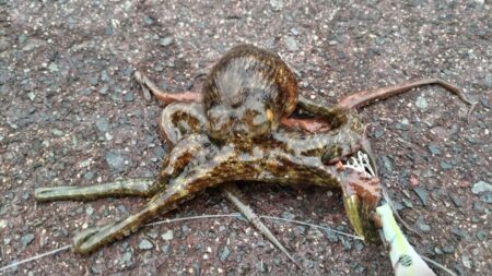 遠投仕掛けで？