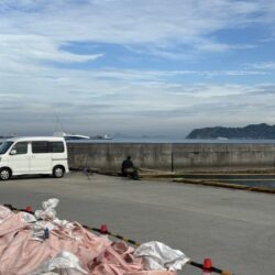 イワシが沸いています