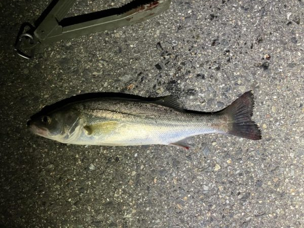 メバリング