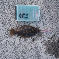 ヒラメ25cm