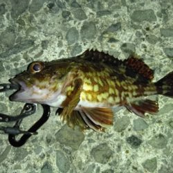 今日は別の魚種を