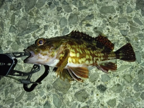 今日は別の魚種を