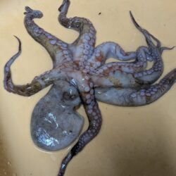 今シーズン初安打〜！