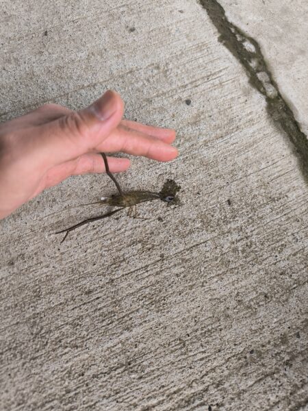テナガエビの気配