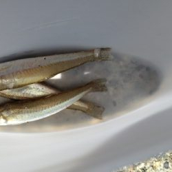 釣りは難しい