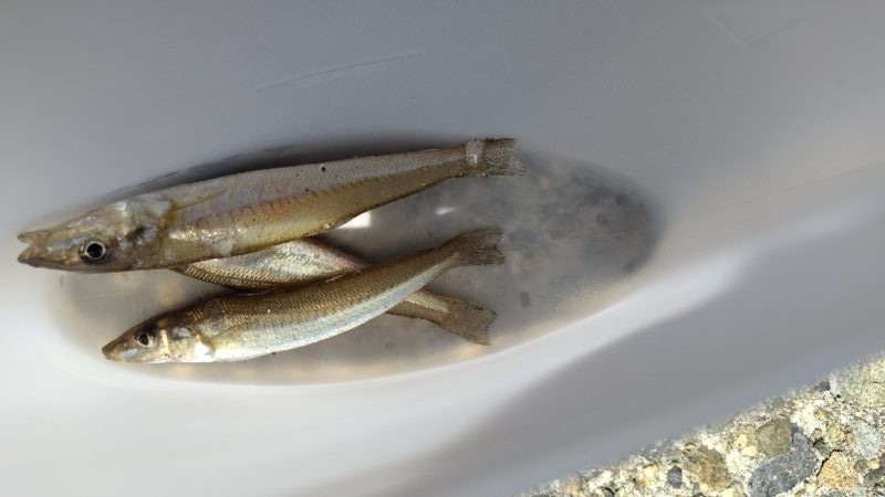 釣りは難しい