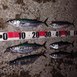 電気ウキ釣り 13