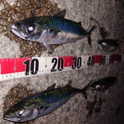 電気ウキ釣り 14