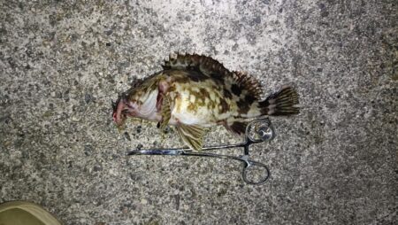 1年振りの伊勢湾釣行