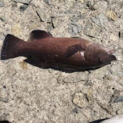 ひさしぶりの釣り
