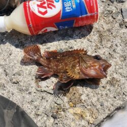 アイナメ親釣れた!