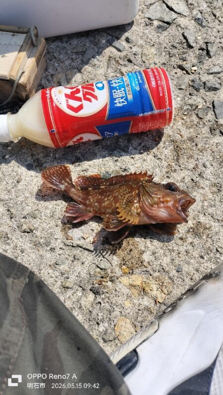 アイナメ親釣れた!