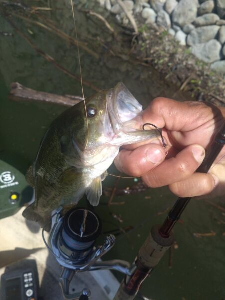 岩盤とカバーで2匹