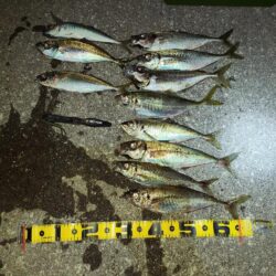 尺アジング
